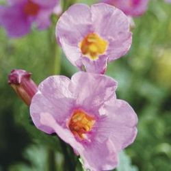 Incarvillea delavayi, Hardy Gloxinia